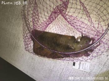 ¥¢¥ª¥ê¥¤¥«