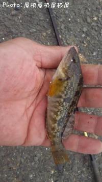 �����ʥ�