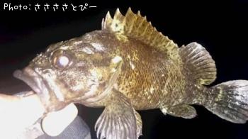 ��������Х�