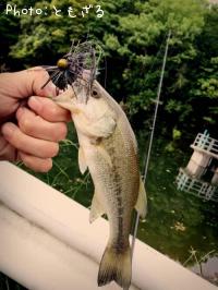 �֥�å��Х�