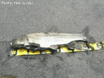 ¥Þ¥ë¥¿¥¦¥°¥¤