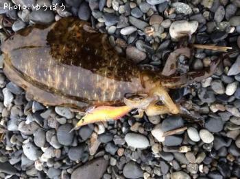 �����ꥤ��