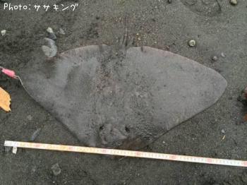 ¥Ä¥Ð¥¯¥í¥¨¥¤