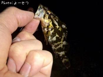 ¥¿¥±¥Î¥³¥á¥Ð¥ë