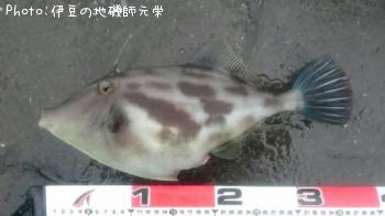 ¥¦¥Þ¥Å¥é¥Ï¥®