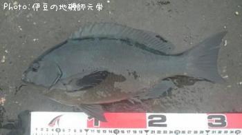 �����᥸��