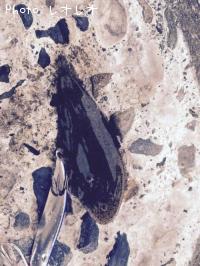 �����ҥ��