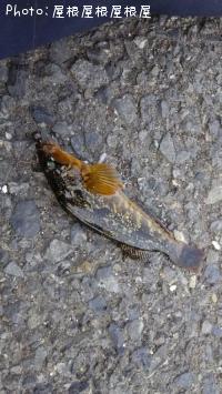 �����ʥ�