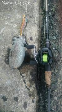 ����䥱����