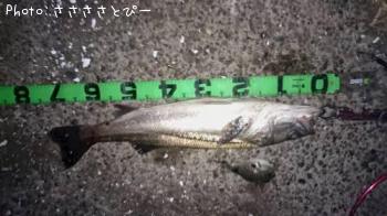 �����Х�����������