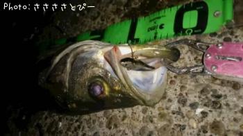 �����Х�����������