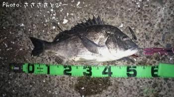 �����Х�����������