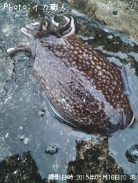 ����䥱����