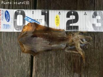 �����ꥤ��