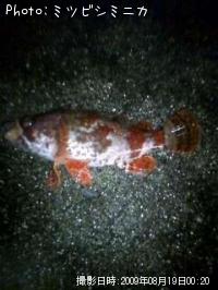 �������Х�