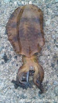 �����ꥤ��