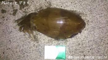 ¥â¥ó¥´¥¦¥¤¥«