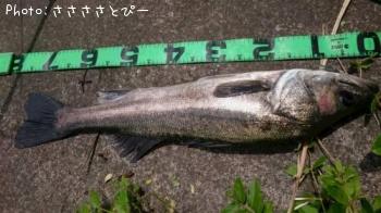 �����Х�����������