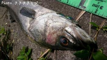 �����Х�����������