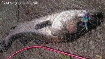 �����Х�����������