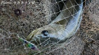 �����Х�����������