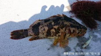 �٥å�������