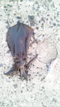 �����ꥤ��