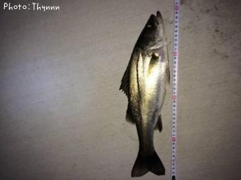 �����Х�