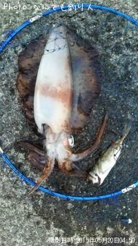 ¥¢¥ª¥ê¥¤¥«