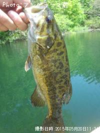 ���⡼��ޥ����Х�