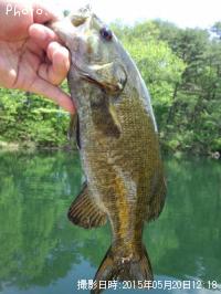 ���⡼��ޥ����Х�