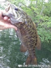 ¥¹¥â¡¼¥ë¥Þ¥¦¥¹¥Ð¥¹