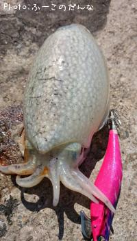 ����䥱����