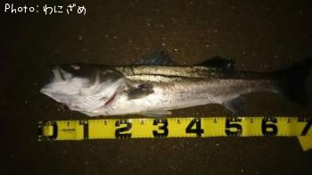 �����Х�