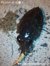 ¥â¥ó¥´¥¦¥¤¥«