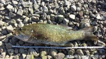 ¥¹¥â¡¼¥ë¥Þ¥¦¥¹¥Ð¥¹