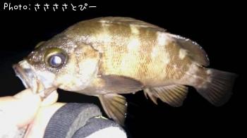 メバル&シーバス