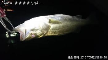 メバル&シーバス