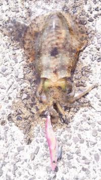 �����ꥤ��