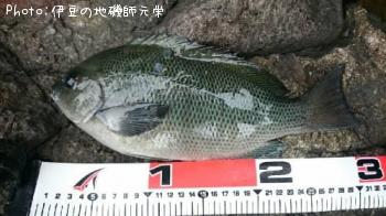 ¸ýÂÀ¥á¥¸¥Ê