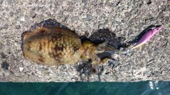 ¥¢¥ª¥ê¥¤¥«