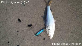 ¥µ¥´¥·¡õ¥³¥Î¥·¥í