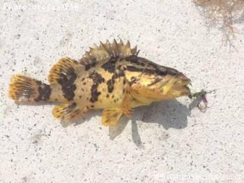 �٥å�������