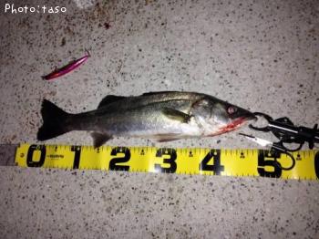 �����Х�