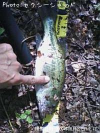 �֥�å��Х�