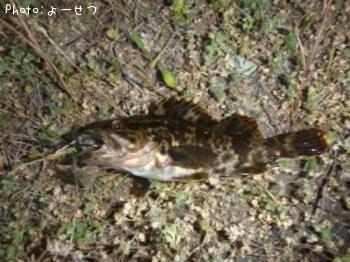 ¥¿¥±¥Î¥³¥á¥Ð¥ë