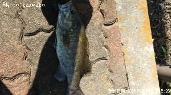 ���⡼��ޥ����Х�