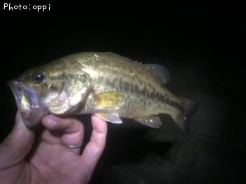 �֥�å��Х�