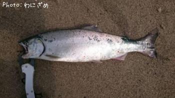 ¥µ¥¯¥é¥Þ¥¹