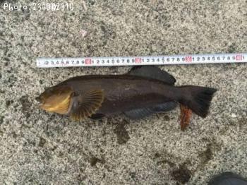 �����ʥ�